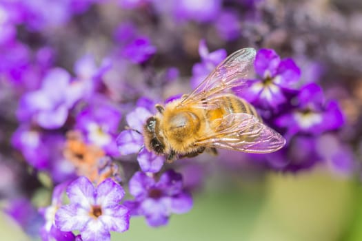 a bee on a blossom in closeup