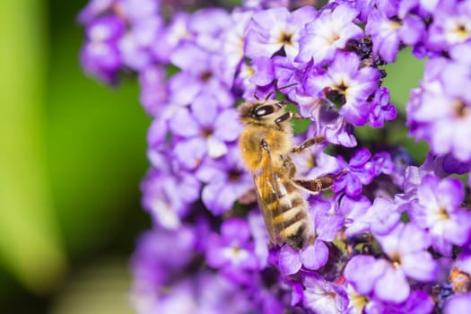 a bee on a blossom in closeup