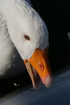 a goose in closeup