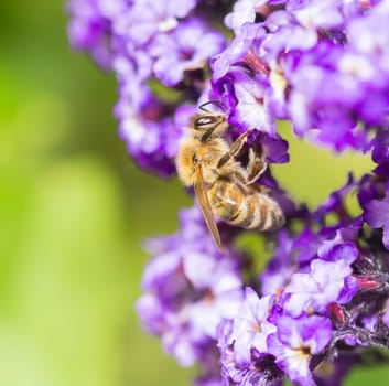 a bee on a blossom in closeup