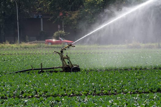 Irrigation field