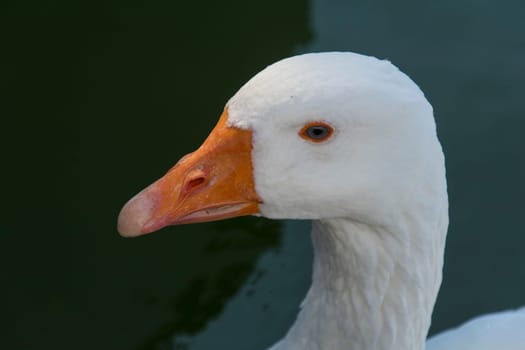 a goose in closeup