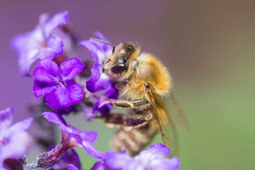 a bee on a blossom in closeup