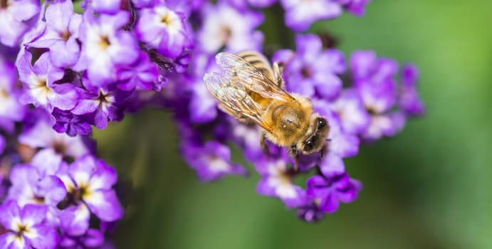 a bee on a blossom in closeup