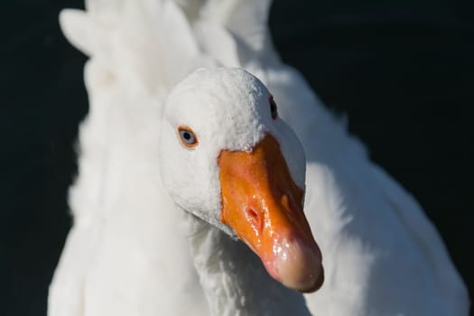 a goose in closeup
