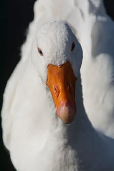 a goose in closeup