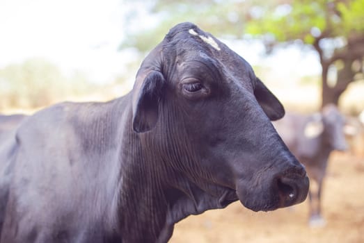 Black cow in the pasture. Concept image of farm life.