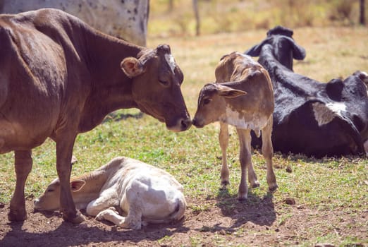 Rural image. Mother cow taking care of newborn calf. Concept image of farm life.