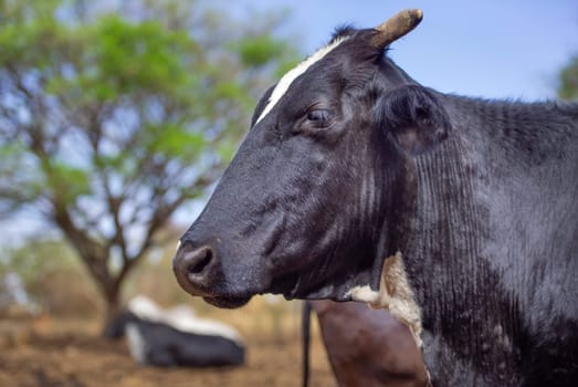 Black cow in the pasture. Concept image of farm life.