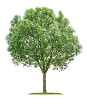 Isolated tree on a white background - Fraxinus angustifolia - Narrow-leafed ash