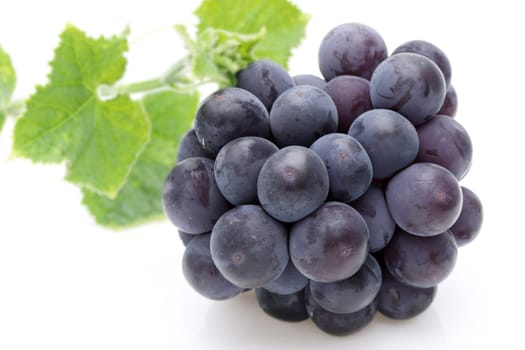 bunch of ripe purple grapes isolated on white background