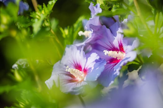 Violet and purple hibiscus flower in full bloom. Rose of Sharon (Hibiscus Syriacus)