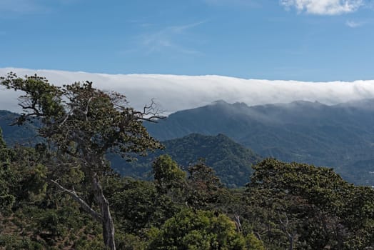 cloud forest in the north of the small town of Boquete in the province of Chiriqui Panama