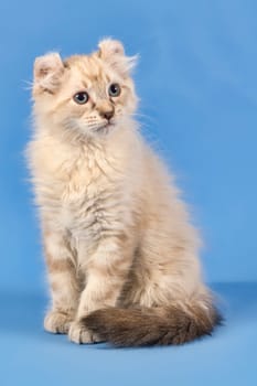 Pedigree cat American Curl (Felis silvestris catus),blue tabby point,10 weeks