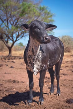 White and black cow standing in red dirt field. Cattle breeding concept image.