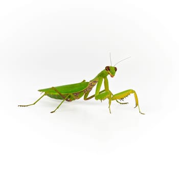 green mantis on a white background looks at the camera, close up