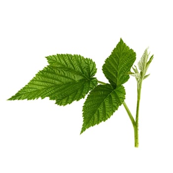 raspberry branch with a green stem and leaves on a white background, young shoot