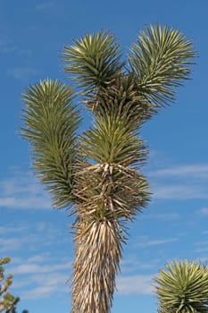 Details of a Joshua Tree’s Vegetation in the Mojave National Preserve in California