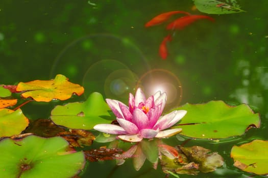 Goldfishes are swim in the pond around the flowers and leaves.