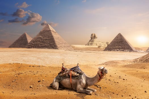A camel of Giza in front of the Sphinx and the Pyramids, Egypt.