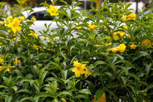 A bush blooming with yellow flowers on a city street near the road and a passing car