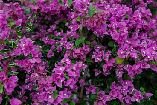 Pink flowers on a bush, a fragment of lush flowering, China