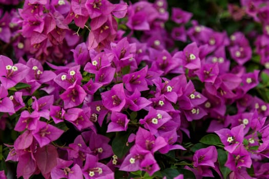 Pink flowers on a bush, a fragment of lush flowering, China