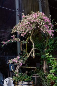 Decorative bush in a tub on the street blooming with pink flowers