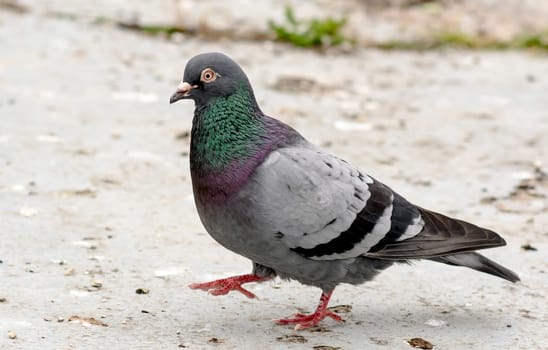 Wood pigeon with shiny feathers runs over the beaten sand bottom