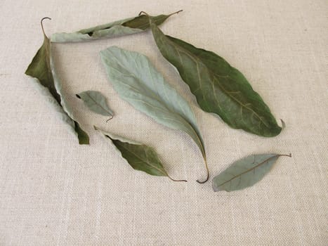 Dried avocado leaves from the avocado tree
