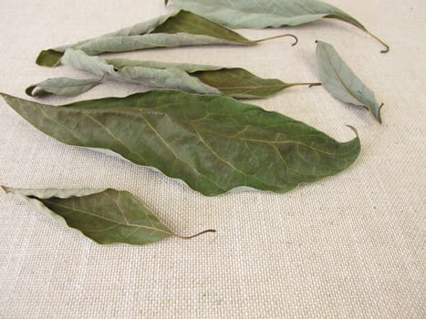 Dried avocado leaves from the avocado tree