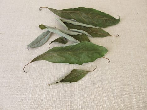 Dried avocado leaves from the avocado tree