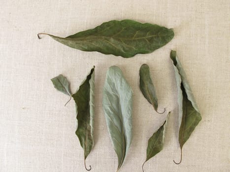 Dried avocado leaves from the avocado tree