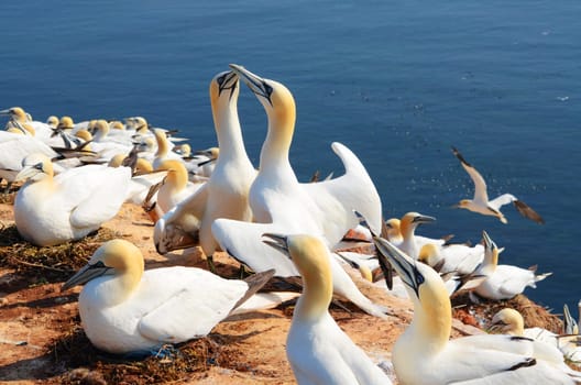 Two gannets at nest building at a cliff