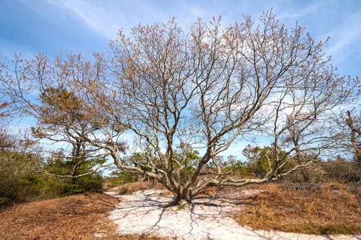 Expansive Live Oak on a Barrier Island in Assateague Island National Seashore in Maryland