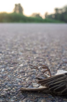 Wild bird run over asphalt of country road. Concept for road safety and animal protection