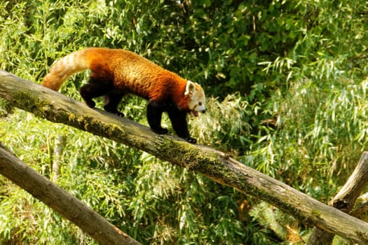 Red Panda
