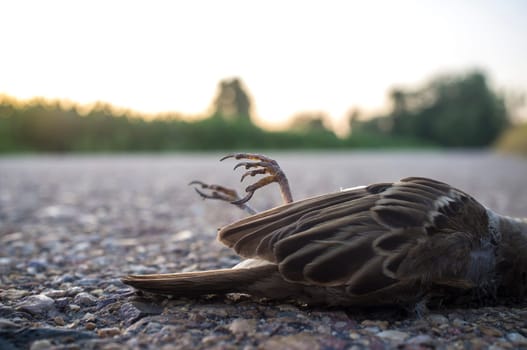 Wild bird run over asphalt of country road. Concept for road safety and animal protection
