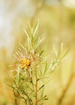 Flower of Grevillea plant native to Australia