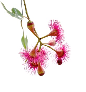 Isolated inflorescence of Corymbia ptychocarpa known as Swamp Bloodwood in Australia