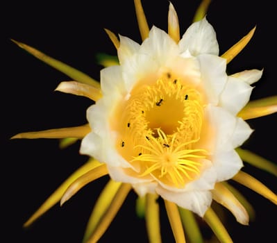 Australian bees collecting pollen from a white dragon fruit flower.