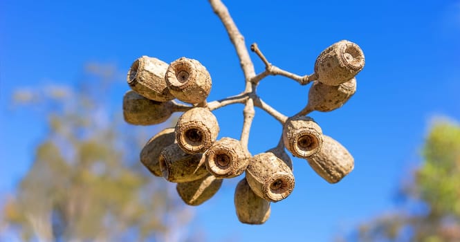 Large Eucalyptus gum nuts of Corymbia ptychocarpa (phytocarpa) Australian Swamp Bloodwood