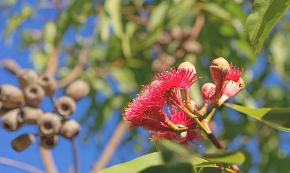 Australian Swamp Bloodwood gum tree flowering with red eucalyptus flowers, foliage and gum nuts