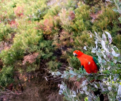 Australian king parrot, Alisterus scapularis or red head king parrot sitting on acacia tree branch with its brilliant red head and body and green wings