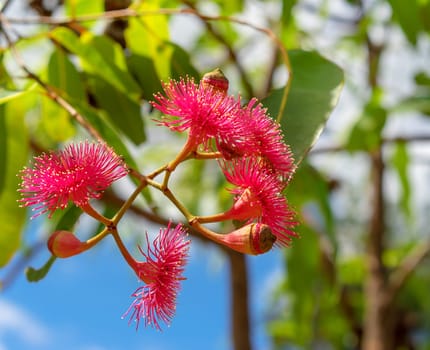 Flowering inflorescence of Corymbia ptychocarpa known as Swamp Bloodwood in Australia