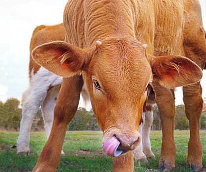 Young brown calf cow breed of beef cattle closeup with tongue in nose