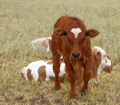 Brown calf, baby cow with other calves in paddock