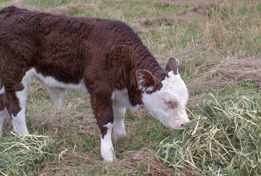 Brown and white hereford calf eating hay