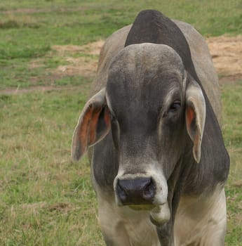 Zebu also known as Brahman or Brahma bull with hump close up