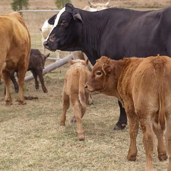 Black cow and brown calf  living on a farm